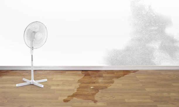 Best Carpet water damage restoration  in Eagle, NE