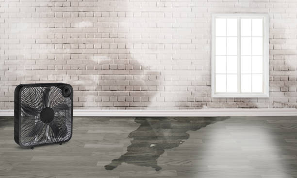 Best Flood restoration services  in Eagle, NE