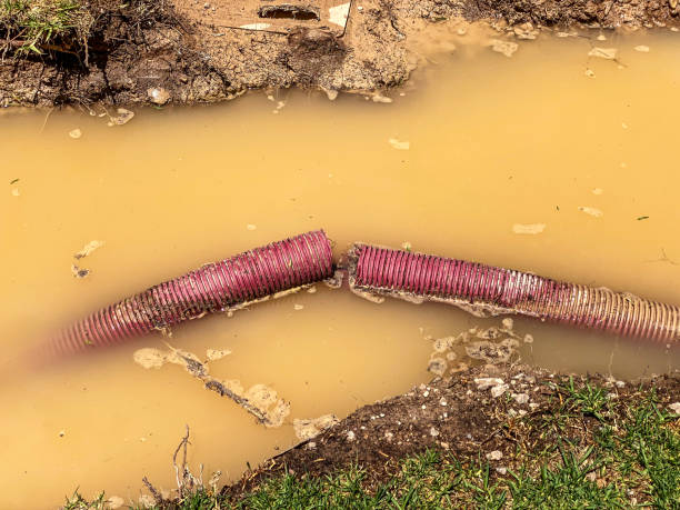 Best Mold removal after water damage  in Eagle, NE